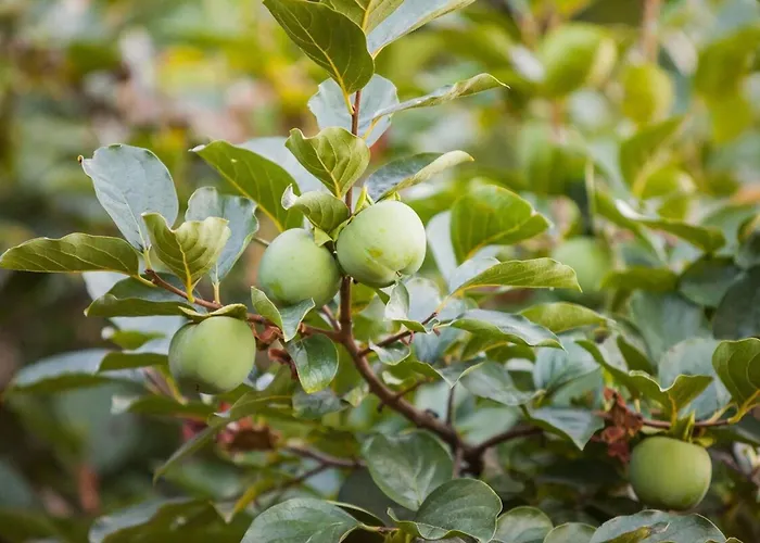 Meli Sea-view * Tsagarada